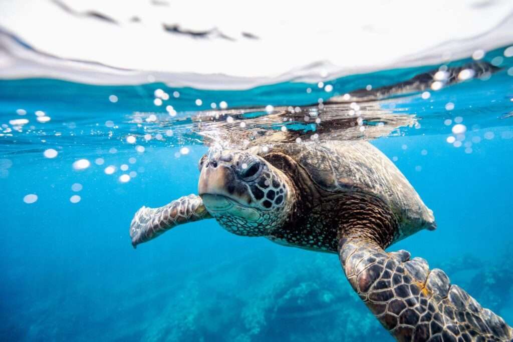 Snorkeling in Hawaii