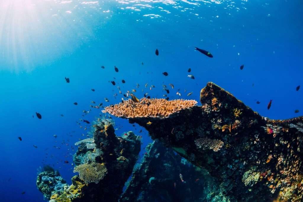 snorkeling