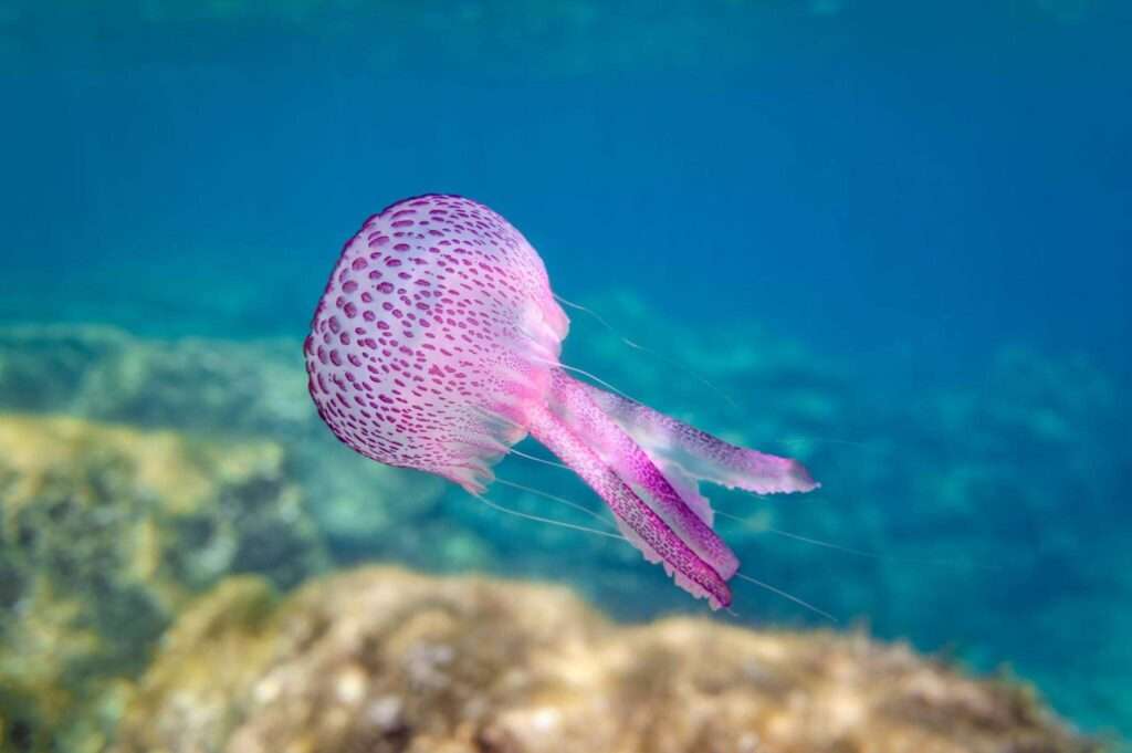 Mediterranean ocean snorkeling spots