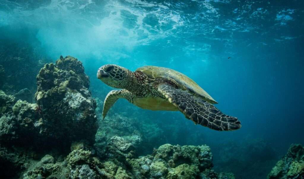 snorkeling