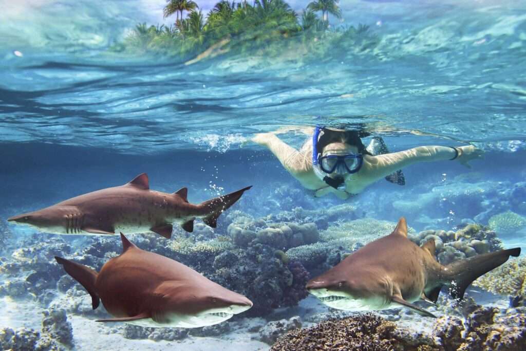 Snorkeling with Sharks