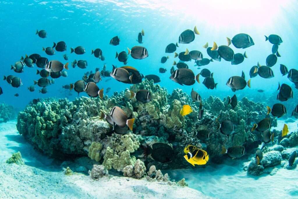 Snorkeling Destinations in the Pacific