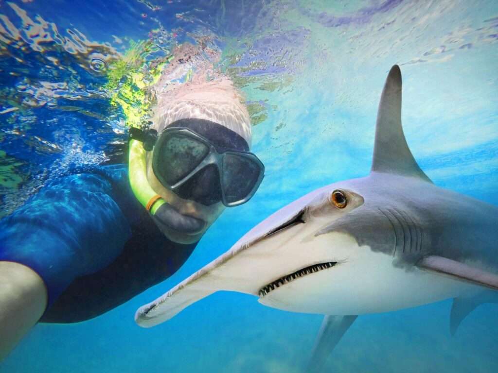 Snorkeling With Sharks