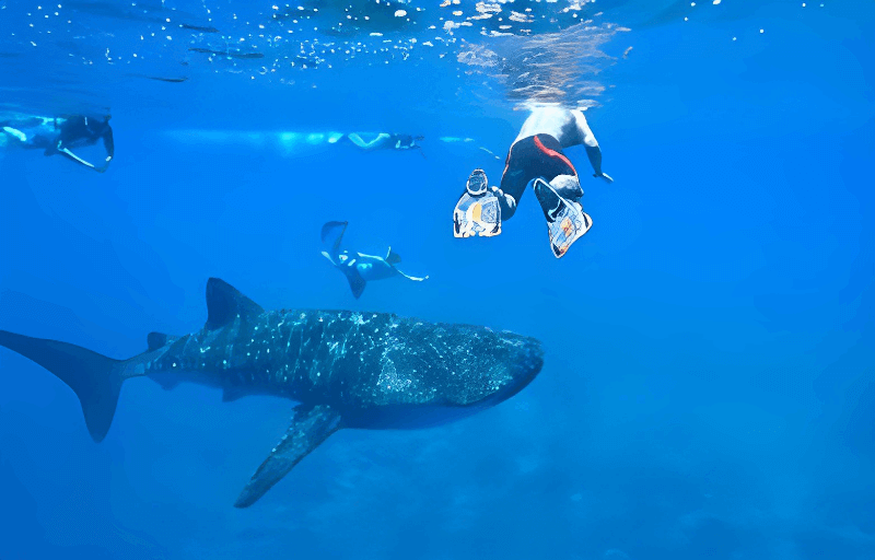 Molokini Snorkel Tour