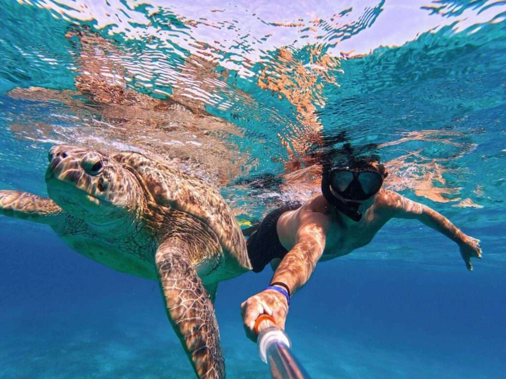 Snorkeling Turtle Bay