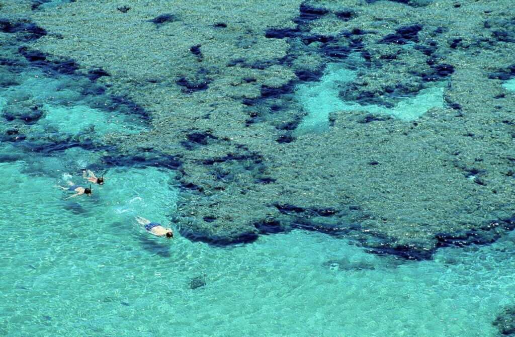 Best Snorkeling In Oahu