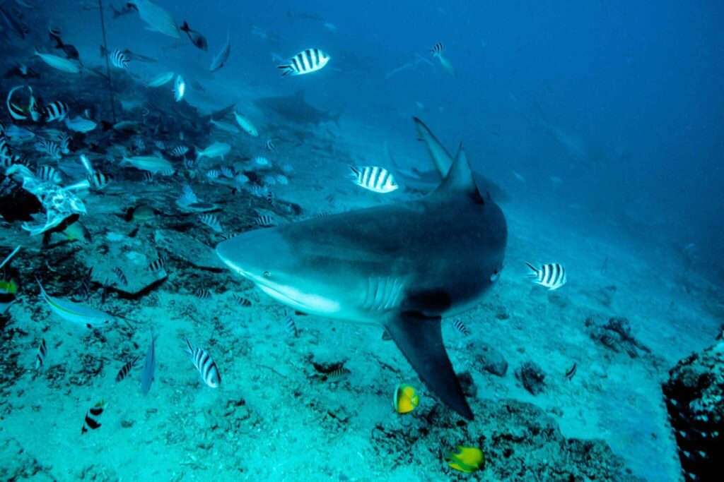 Snorkeling with sharks 