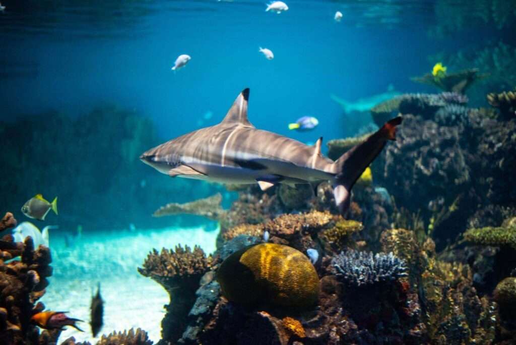 Snorkeling with sharks 