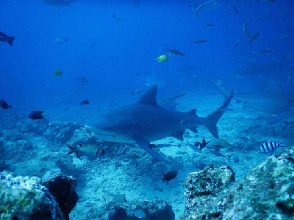 Snorkeling With Sharks