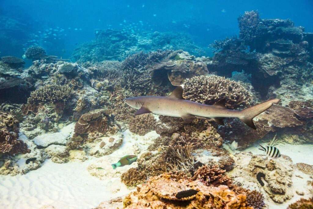 Snorkeling with sharks