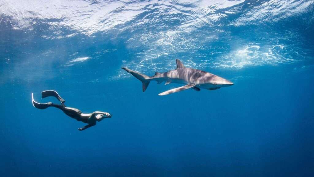 Snorkeling With Sharks