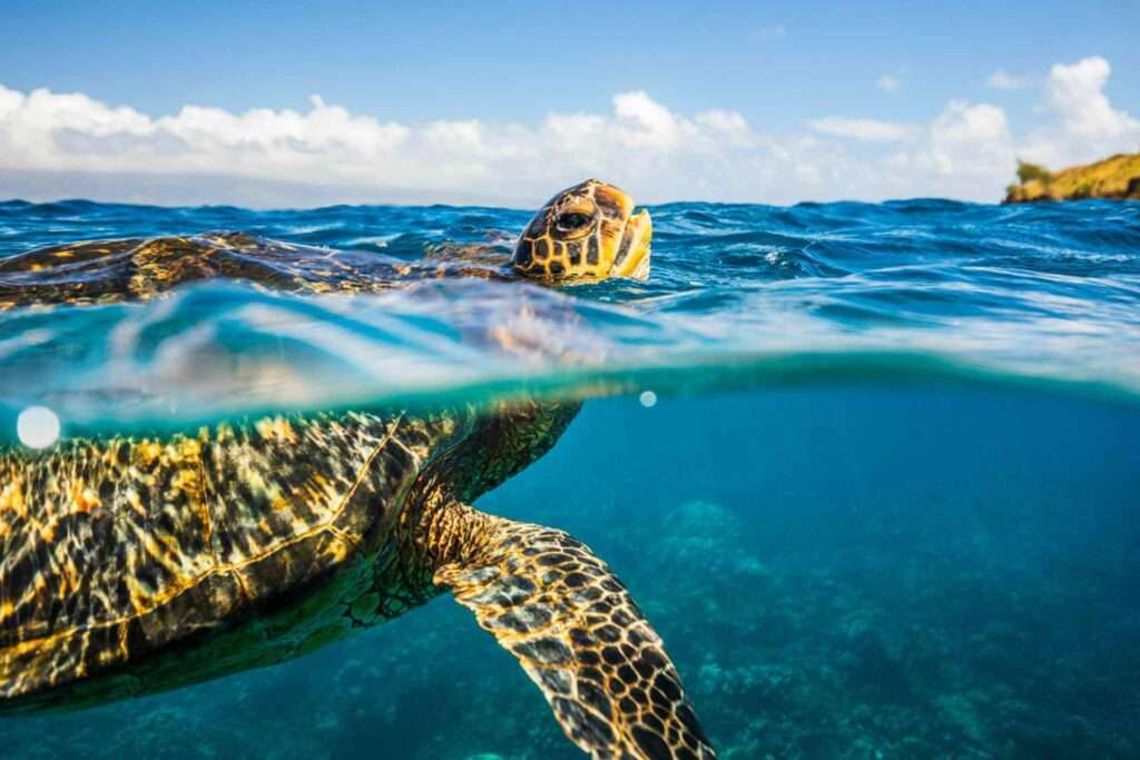 snorkeling