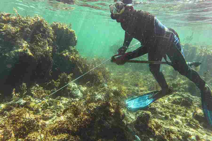 Spearfishing