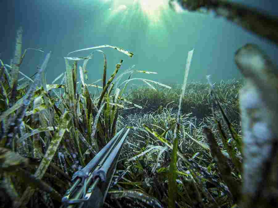 Spearfishing