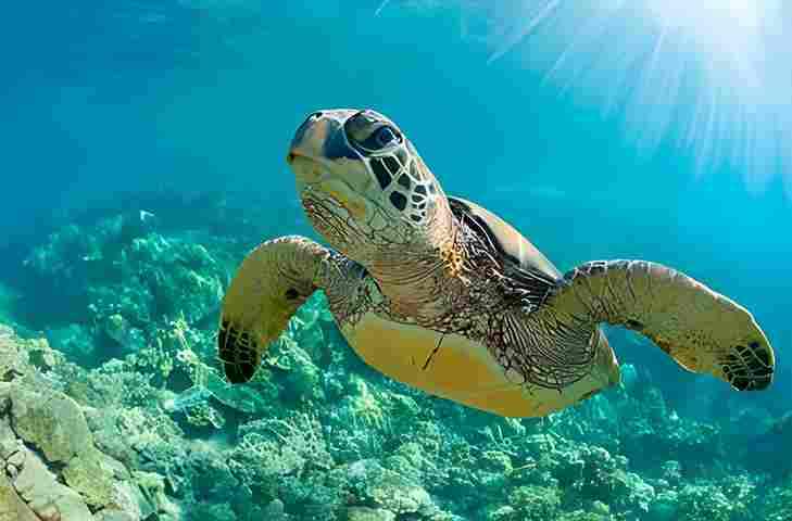 Snorkeling in Hawaii