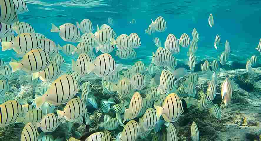 Snorkeling in Hawaii 