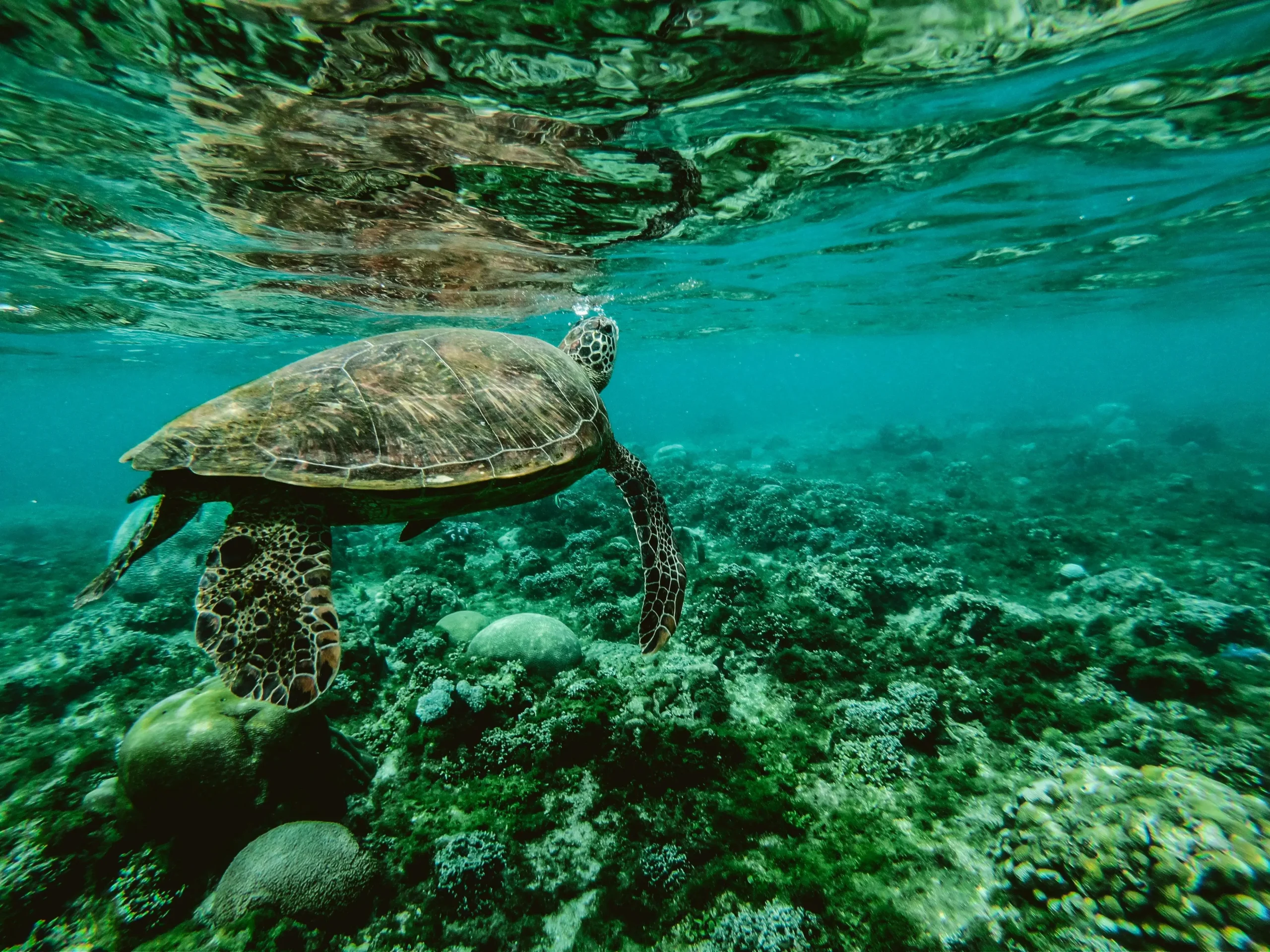 Snorkeling in Bora Bora