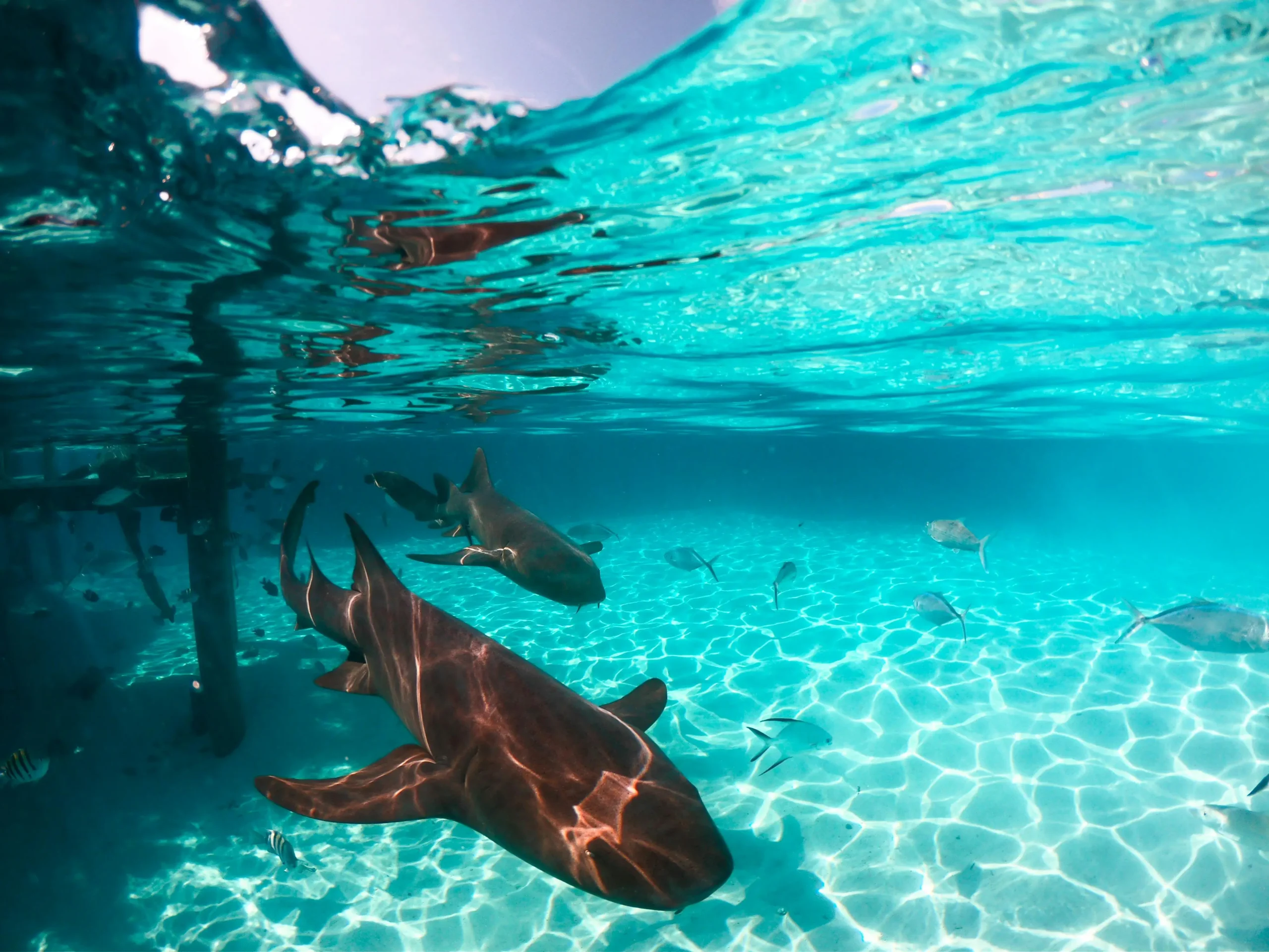 snorkeling in the bahamas