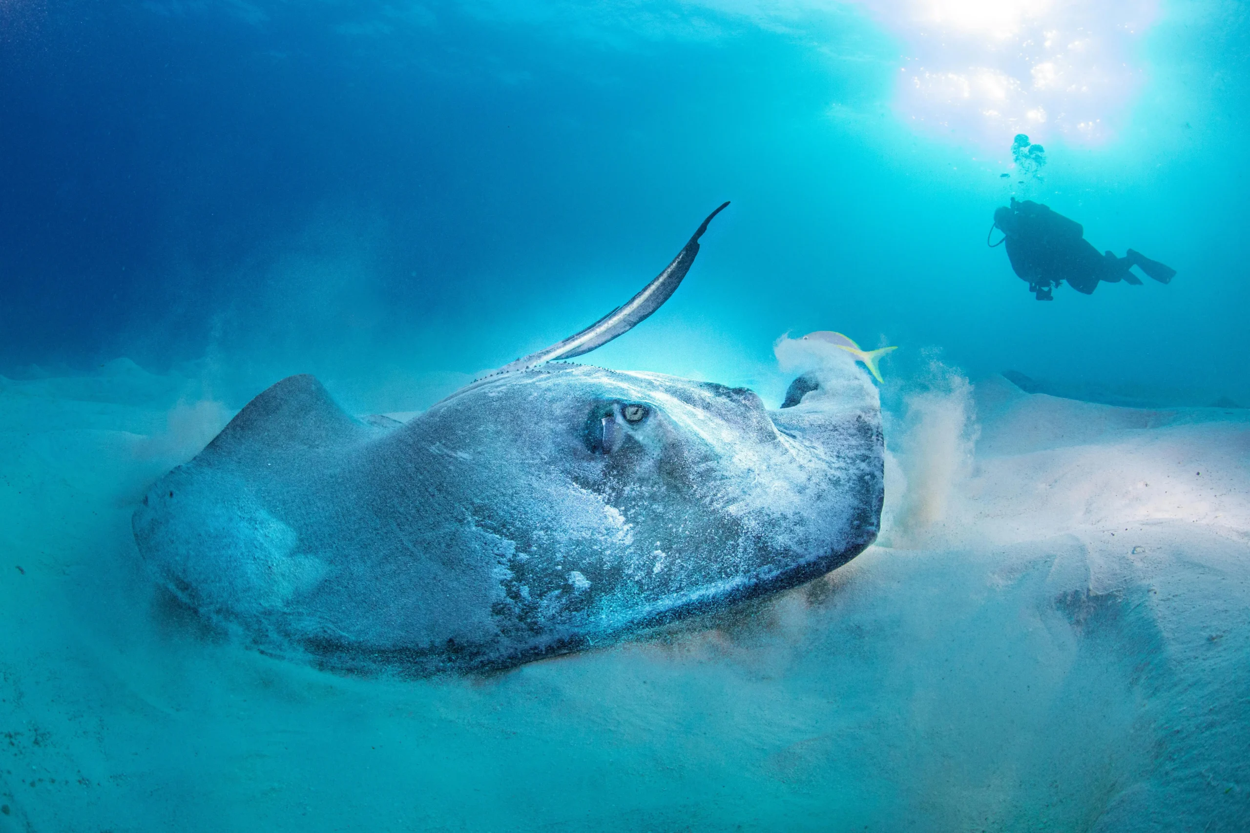 snorkeling in the bahamas